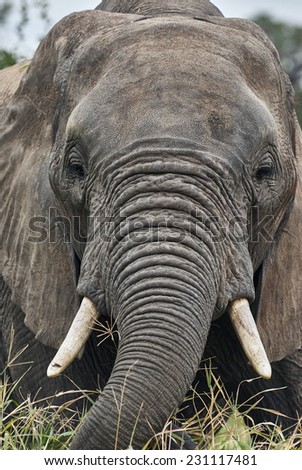 Close portrait of an elephant that picks up grass to eat