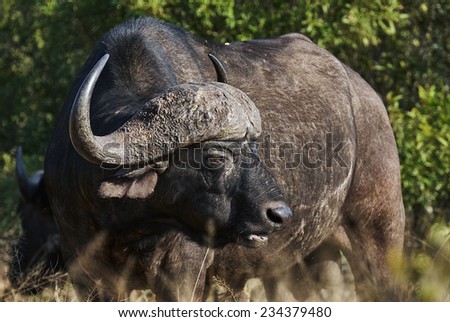 portrait of African buffalo in the savannah of an African reserve