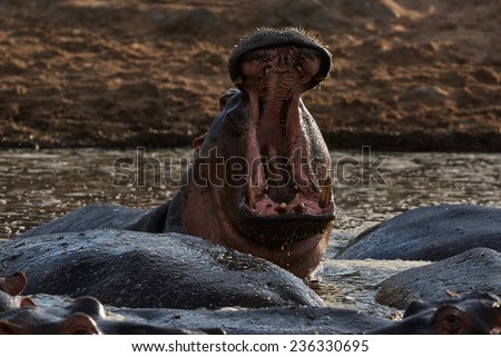 Big Hippo with his mouth open in the Hippo pool of the Serengeti National Park