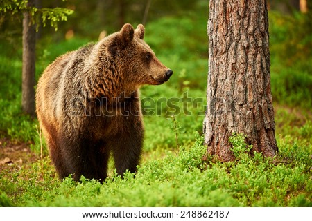 Brown Bear in the green of a Finnish forest