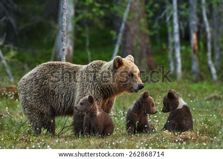 Mother bear and three small and adorable puppies in the Finnish taiga