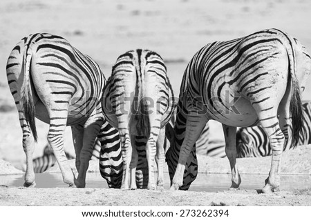 Three zebras photographed from behind while they drink, in black and white