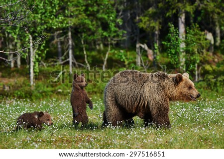 Mother bear and her two cubs in a Finnish forest