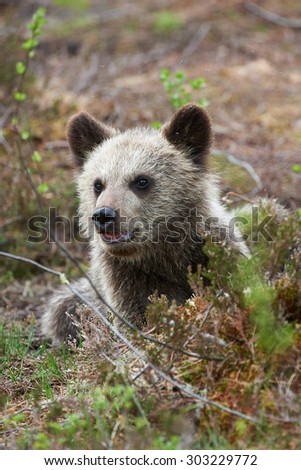 Beautiful and sweet puppy brown bear in a forest in northern Europe