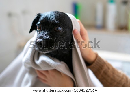 Similar – Image, Stock Photo drying the dog with a towel