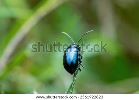 Similar – Image, Stock Photo alder beetle Beetle Insect