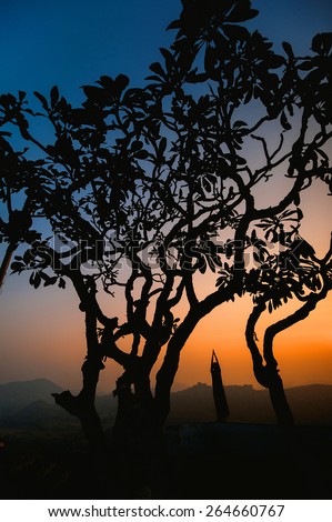 portrait of a girl in yoga tree pose at sunset on the background of a tree in India