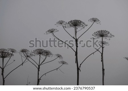 Similar – Image, Stock Photo Hogweed plants field monochrome