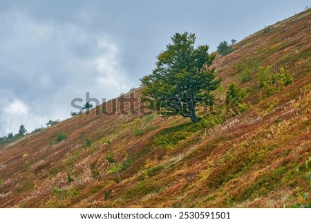 Similar – Image, Stock Photo Lonely beech tree on limestone cliffs, threatening clouds in the background. Urbasa, Navarra, Spain