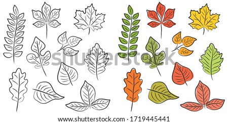 Vector set of leaves of different trees in the contour. Handmade decorative elements on a white background. Color isolated illustration. Foto stock © 