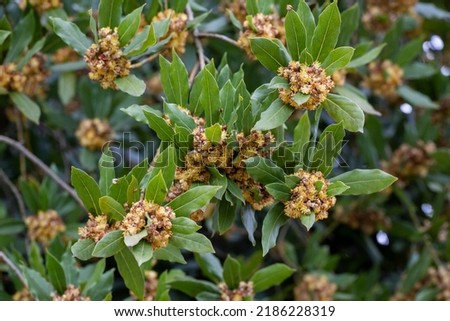 Laurus nobilis, Grecian laurel or sweet true laurel is an aromatic evergreen tree or large shrub with green Photo stock © 