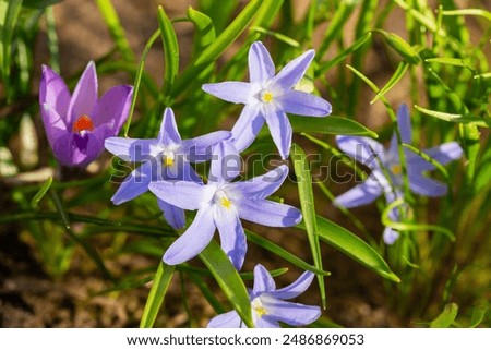 Similar – Image, Stock Photo scilla Meadow Flower