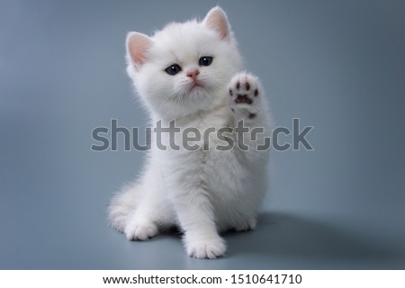 British Shorthair kitten of silver color on blue and gray backgrounds