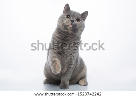 Shutterstock Puzzlepix