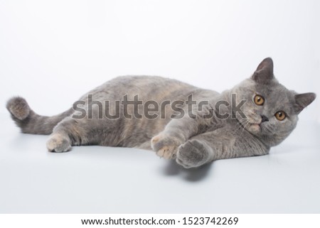 Shutterstock Puzzlepix