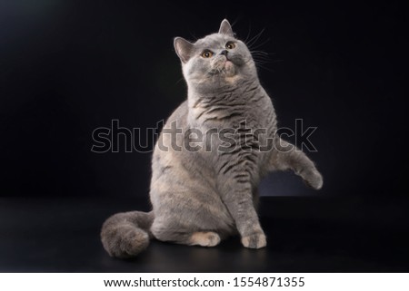 Shutterstock Puzzlepix