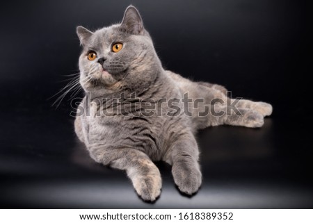 Shutterstock Puzzlepix