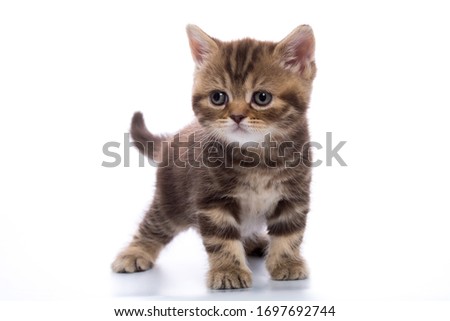 Similar – Image, Stock Photo white tabby British Shorthair cat meows in nature