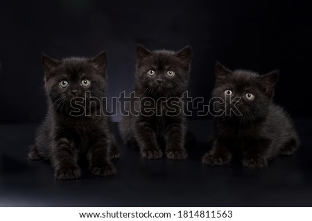 Similar – Image, Stock Photo cute black kitten on black background tilting head portrait