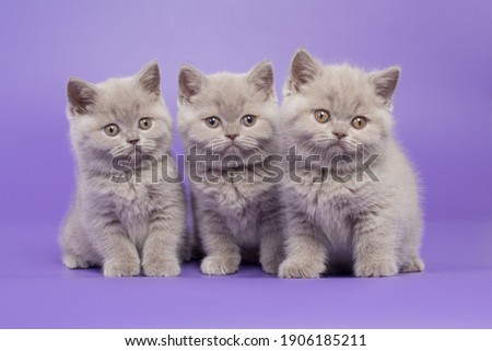 Similar – Image, Stock Photo three curious kittens side by side inside of cat pet cave