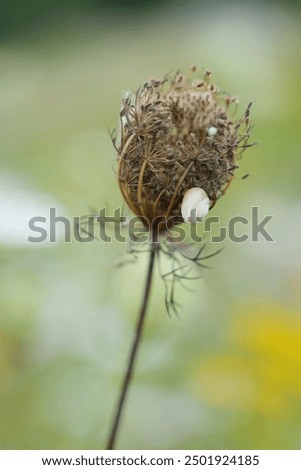 Similar – Image, Stock Photo Fluffy soft seed umbels on already withered stems