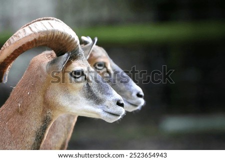 Similar – Image, Stock Photo Herd of Barbary sheep in bushes