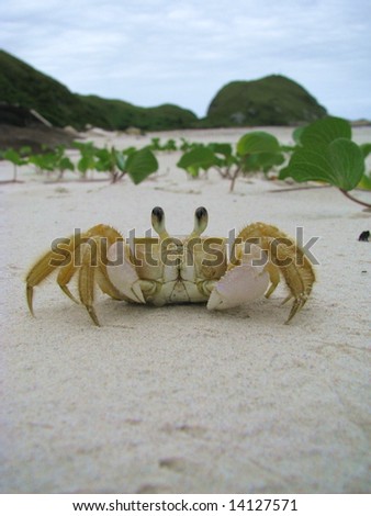 Funny crab in a sandy wild beach of Honey Island (Ilha do Mel), Brazil