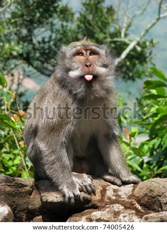 Bali monkeys: funny balinese macaque with its tongue off. Bali, Indonesia