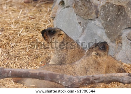 The marmots are a genus, Marmota, of squirrels. Shallow depth with focus in left side animal