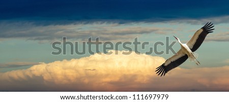 wild colorful bird in sunny day, nature series