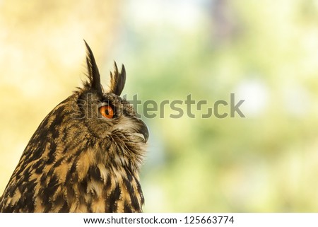 wild colorful bird in sunny day, nature series
