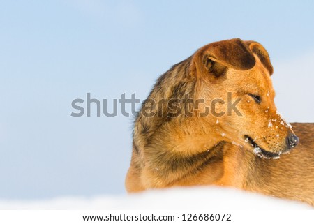funny dog in sunny day, animals series