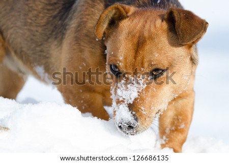 funny dog in sunny day, animals series