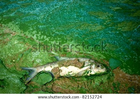 dead wild fish in polluted water in lake, nature series