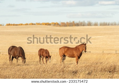 horse in a field, farm animals, nature series