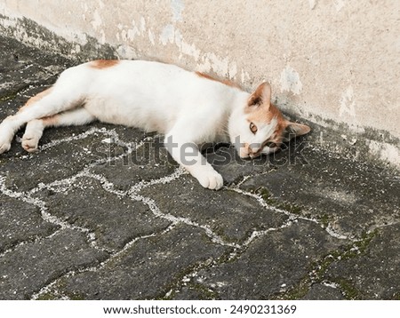 Similar – Image, Stock Photo Orange peels on cobblestones