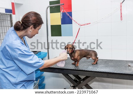 Woman in canine hairdresser on table with red dachshund dogs
