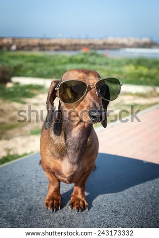Dachshund dog with sunglasses at sea put in a bag