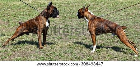 Young boxer dogs face to face