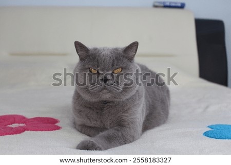 Image, Stock Photo Thoughtful gray cat looking at camera in dark