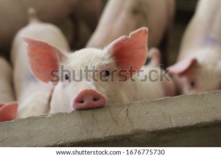 Foto Bild Ein kleines Schweinchen schaut aus seinem Stall