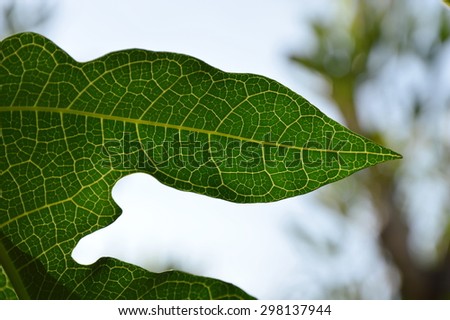 papaya leaf texture
