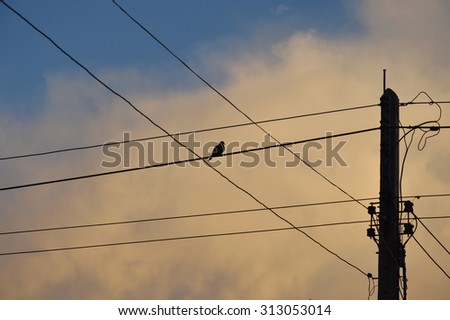 silhouette bird between electricity wire cable