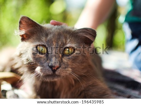 human hand stroking the cat with yellow-green eyes outdoors