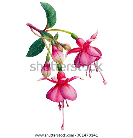 Fuchsia watercolor hand-drawn illustration. Beautiful pink flowers and buds isolated on a white background