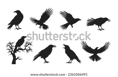 Halloween black silhouettes of raven isolated on white background. Vector illustration