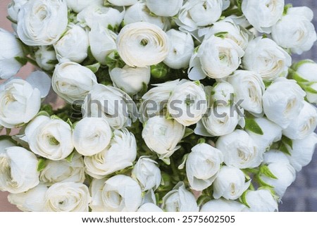 Similar – Image, Stock Photo Ranunculus, Asian buttercup ( Ranunculus asiaticus ), garden form (florist’s ranunculus)