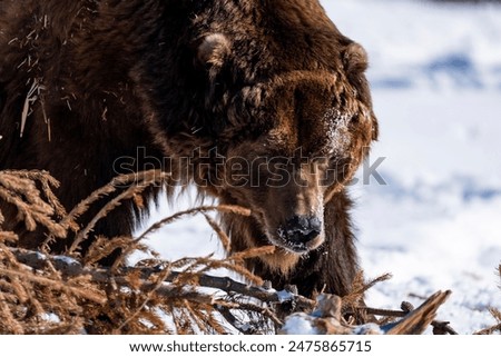 Similar – Foto Bild Grizzlybär auf dem Weg durch den Wald