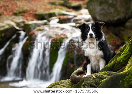 
border collie in forest with waterfall in background Zdjęcia stock © 