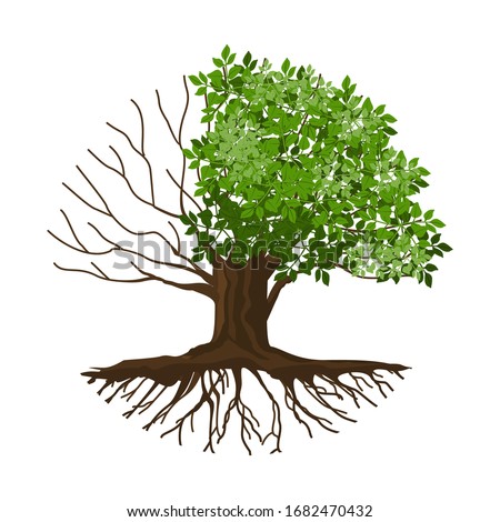 Vector illustration of a tree with half-dead and withered roots, molt tree, drought tree vector